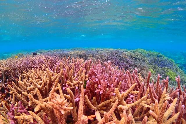 沖縄の珊瑚